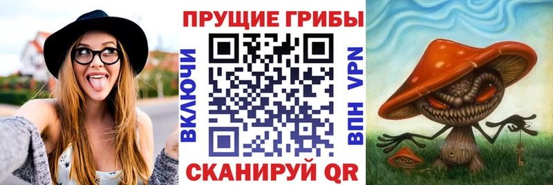 Псилоцибиновые грибы Psilocybine cubensis Майский